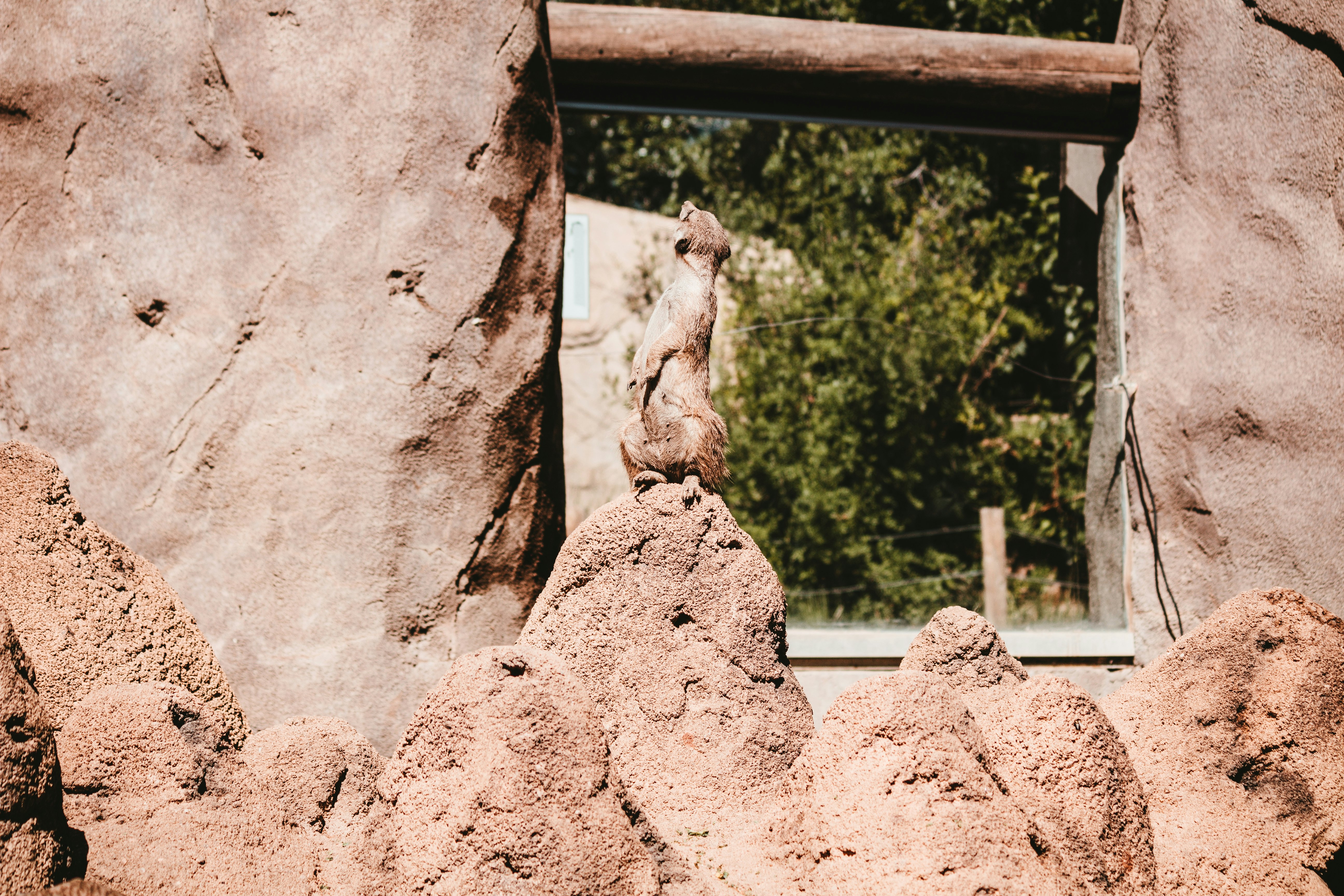 brown squirrel on brown concrete wall during daytime